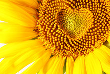 Stamens In The Form Of Heart On A Sunflower