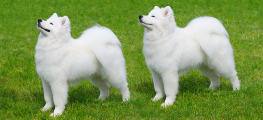 Wall Mural - Two Samoyed dogs