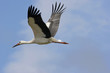 © JMP de Nieuwburgh - Cigogne blanche en vol