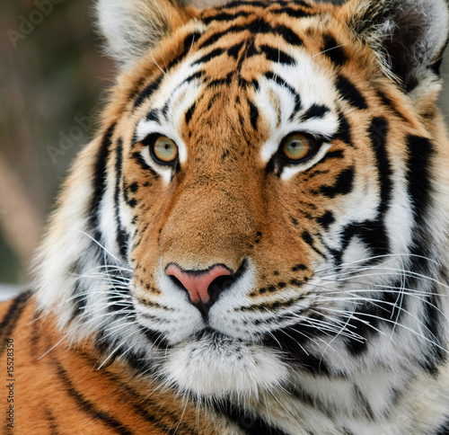 Foto-Lamellenvorhang - Tiger (von nialat)