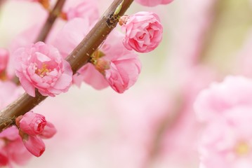 Fotomurales - Pink Blossom