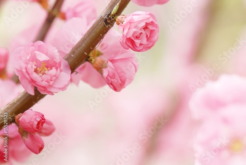 Pink Blossom