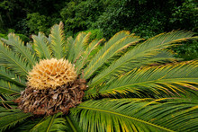 Flowering Chinese Cycad Plant