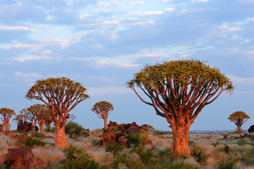 Sticker - Desert landscape with quiver trees (Aloe dichotoma), Namibia