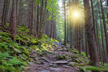 Fototapeta wallking path in forest