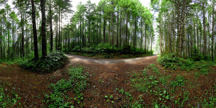 Wall Mural -  - 360 Forest panorama
