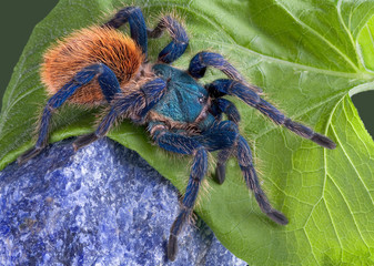 Canvas Print - Tarantula walking over rock