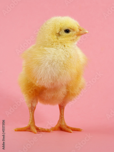Foto-Schmutzfangmatte - cute chick (von Lana Langlois)