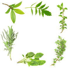 Sticker - Herb Leaf Border