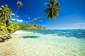 Wall Mural - palm tree hanging over stunning lagoon