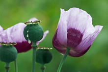 Opium Poppy, Cut