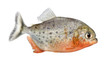 side view on a Piranha fish - Serrasalmus nattereri