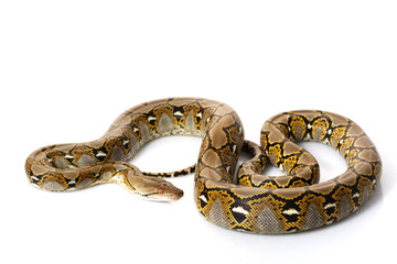 Wall Mural - Reticulated Python