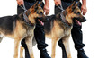 Duo de chiens policier