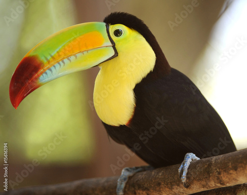 Naklejka - mata magnetyczna na lodówkę keel billed toucan, costa rica