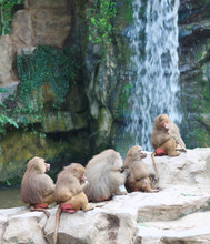 A Snapshot Monkeys On Waterfall