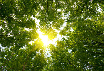 Aufkleber - Sun in deep forest