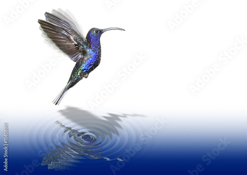 Foto-Fahne - Kolibri über Wasser schwebend (von Michael Stifter)