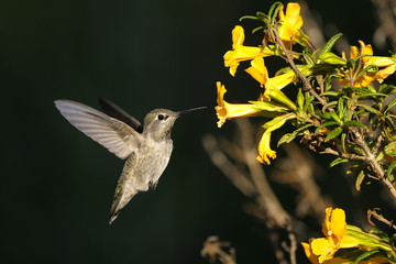 Wall Mural - anna's hummingbird, calypte anna