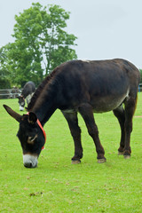 2 brown Rescue Donkeys