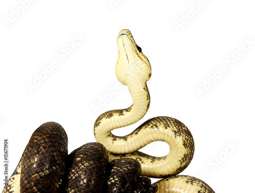 Serpent Corallus Ruschenbergerii Femelle Fond Blanc Stock Photo Adobe Stock