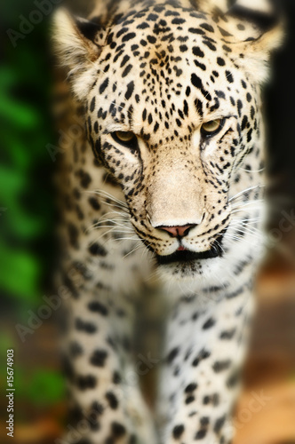 Foto-Leinwand ohne Rahmen - leopard (von Natallia Vintsik)