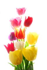 Wall Mural - tulip flowers with different color