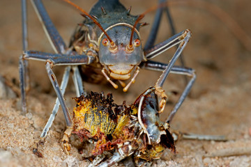 Canvas Print - African Armoured ground cricket (Family Bradyporidae)