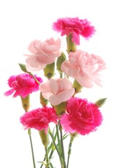 Poster - colorful carnations