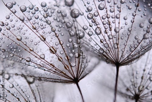 Naklejka na szafę dandelion seeds