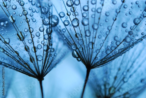 Naklejka dekoracyjna dandelion seeds