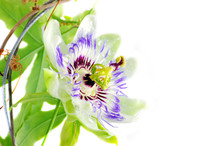 Purple Passionflower On A White Background