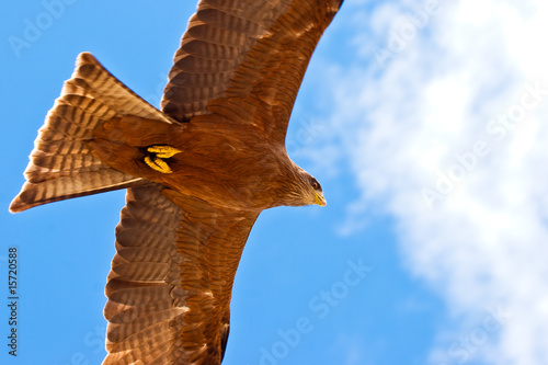 Foto-Kissen - Black kite bird flying in the sky (von pwollinga)
