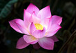 canvas print picture - fleur de lotus
