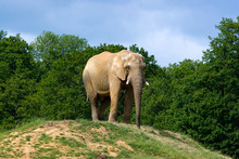 Elephant On The Hill