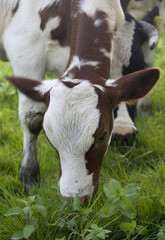 calf eating grass front view