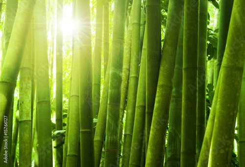 Naklejka - mata magnetyczna na lodówkę Bamboo forest.