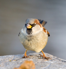 Portrait of a sparrow