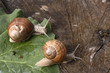 © Tomas Skopal - Snails at a walk