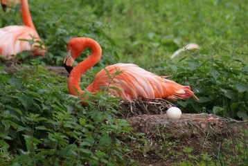 Caribeban Flamingo Nest