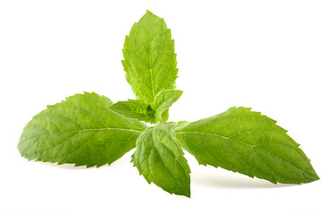 Fresh green mint isolated on white