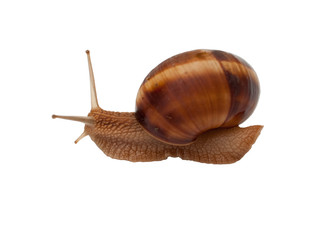 Brown garden snail