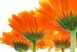 canvas print picture - orange gerber flowers