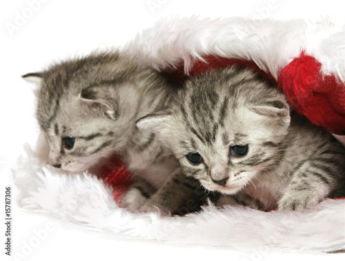 Foto-Vinylboden - Kittens in Christmas hat (von Krissi Lundgren)