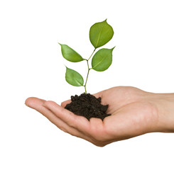 Wall Mural - A sprout in palm as a symbol of nature protection
