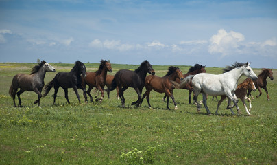 horses running / blue sky and green grass