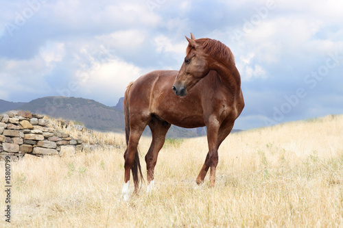 Foto-Kassettenrollo - Horse (von cosma)