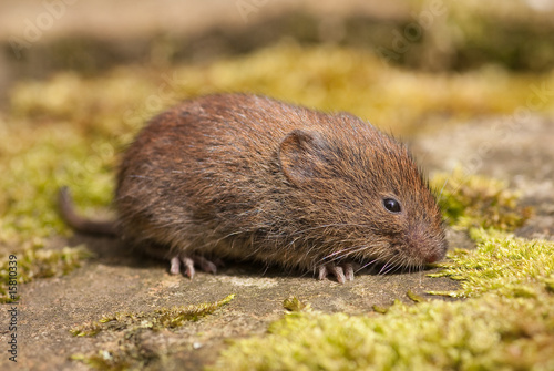 Cuadros en Lienzo Short-Tailed Vole (Microtus agrestis)