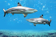 Blacktip Reef Sharks Swimming in Tropical Waters
