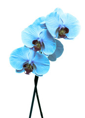 Wall Mural - blue orchid on white background